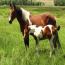 2010 Lady Rolex filly