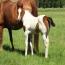 2010 Gallants MS Teddy Filly