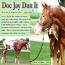 Doc Jay Dun It