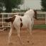 Tobiano Breeze Tobiano Breeze