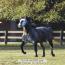 CIERA