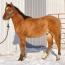 Foal I.D. # 16