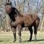 Foal I.D. # 20