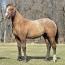2011 Yearling Colt I.D. # 34