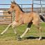 2012 Filly I.D. # 40