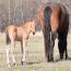 2012 Filly I.D. # 46