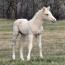 2012 filly I.D. # 51