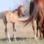 2012 filly I.D. # 53