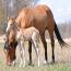 2012 filly I.D. # 165