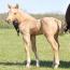 2012 Filly I.D. # 17