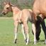 2012 Filly I.D. # 33