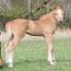 2012 Filly I.D. # 35