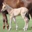2012 Filly I.D. # 41