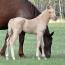 2012 Filly I.D. # 67
