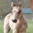 2012 Filly I.D. # 141