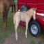 FRECKOLENA 2012 COLT