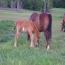 LINDAS 2012 FILLY
