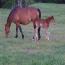 CHIC'S 2012 FILLY