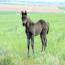 09 Black Colt 09 Black Colt