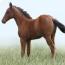 Buster Brown(AQHA name pending) Buster Brown(AQHA name pending)