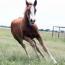 2011 Lil Lena Long Legs Filly 2011 Lil Lena Long Legs Filly