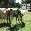 Awe Filly Sweet