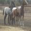 2010 Sweet Chablis Filly 2010 Sweet Chablis Filly