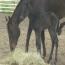 2011 Honkytonk Lyric Filly 2011 Honkytonk Lyric Filly