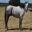 Lil Bid of Chrome Lil Bid of Chrome
