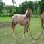 Its A Dasher